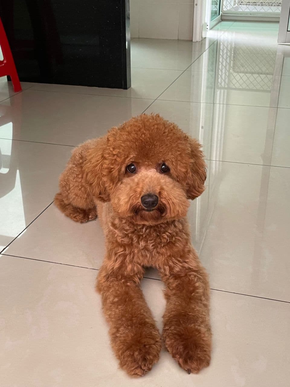 Bruno