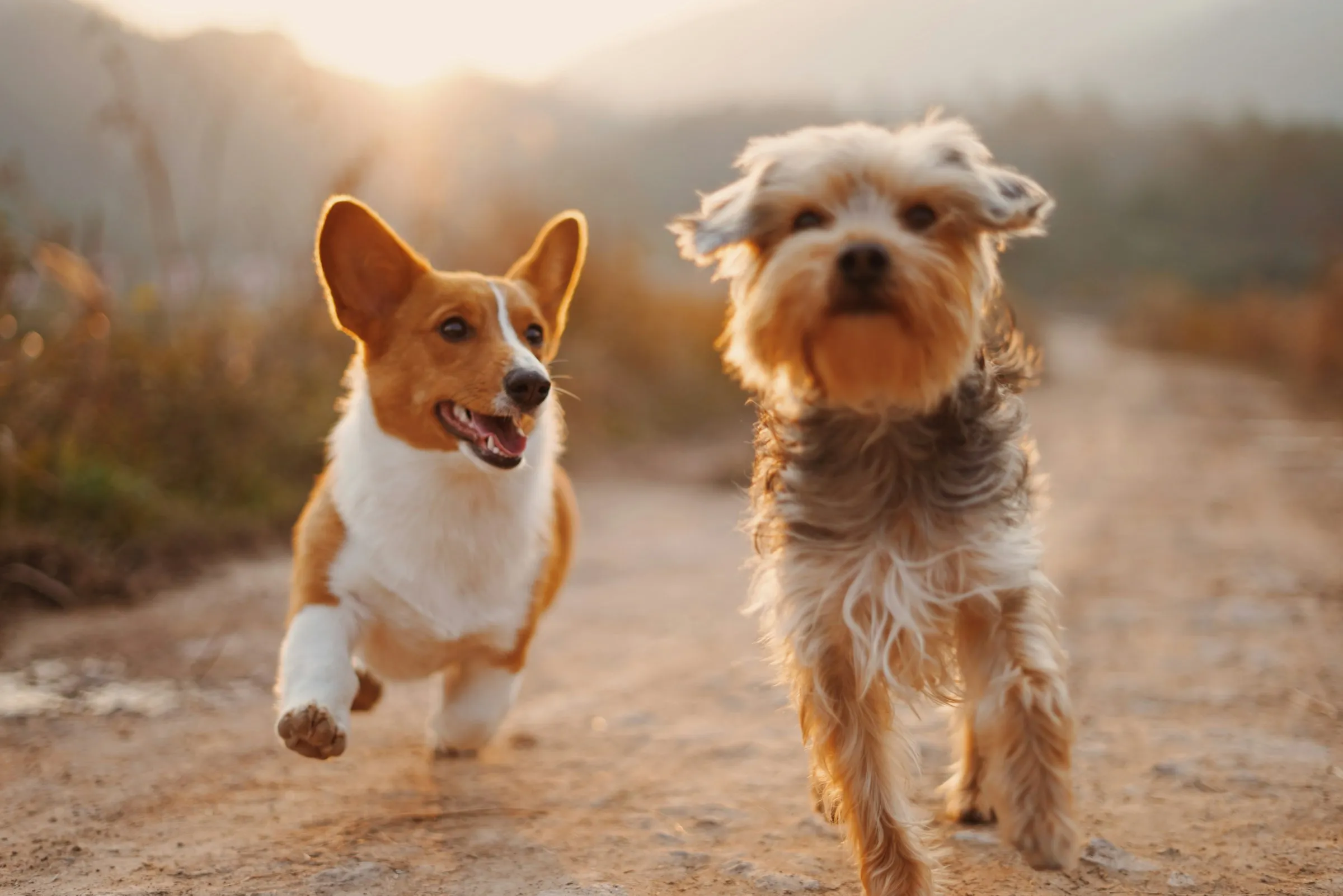 Two happy dogs running together in a sunlit park.