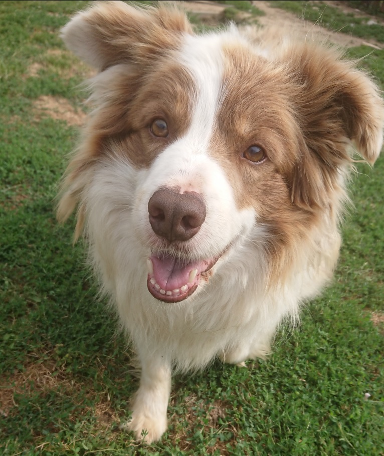 Coco, a sociable border collie, shown as an example of a dog's profile in SNIFR